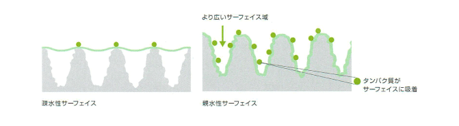.骨結合が高い
