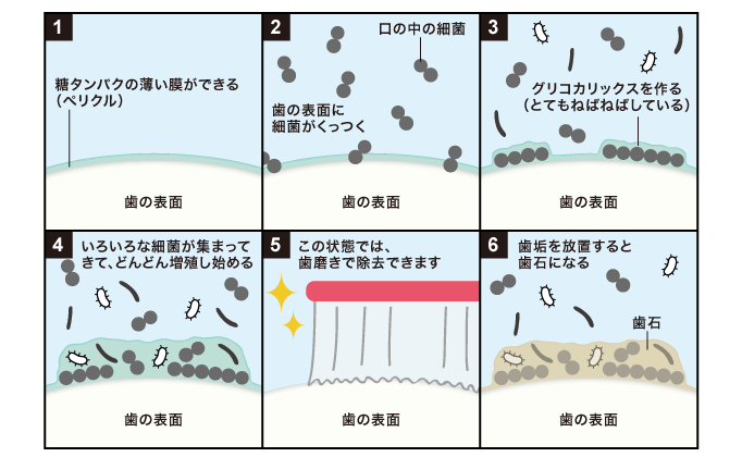 バイオフィルムの形成