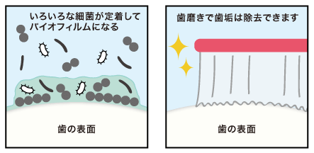 歯磨き図